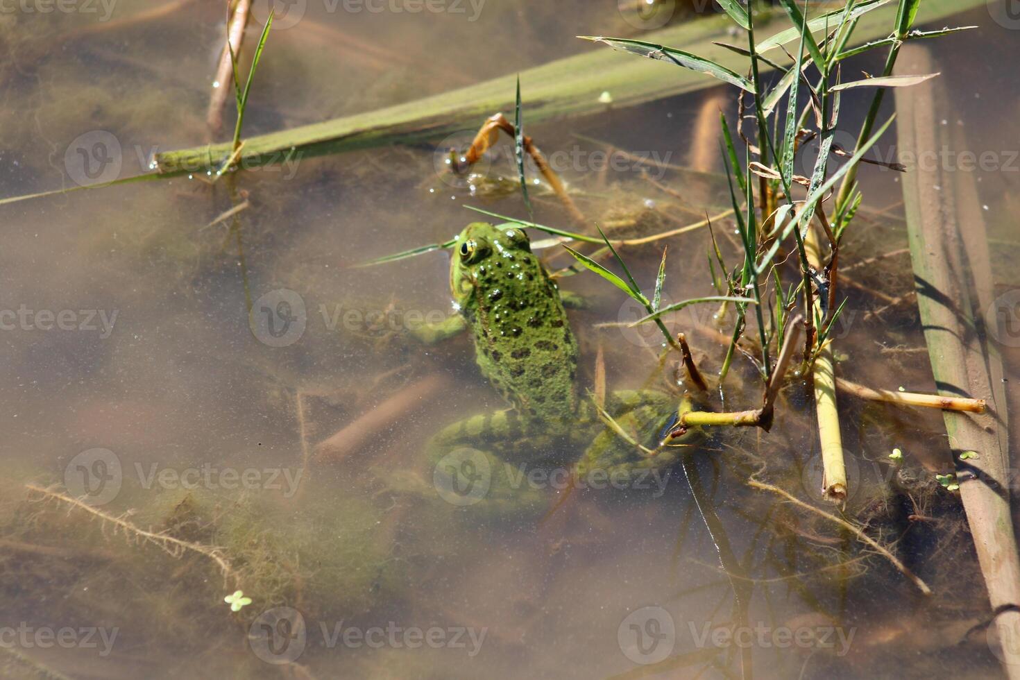 little green frog on the leaf in the lake photo