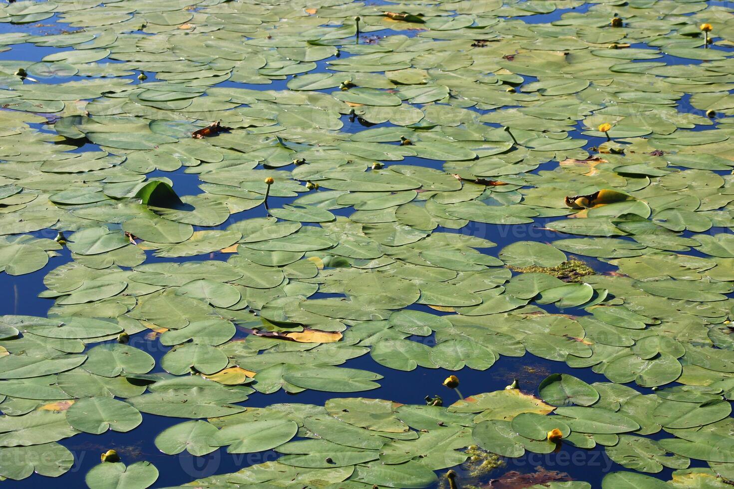 vistoso loto flor encima el lago. nelumbo es un género de acuático plantas con grande, llamativo flores foto