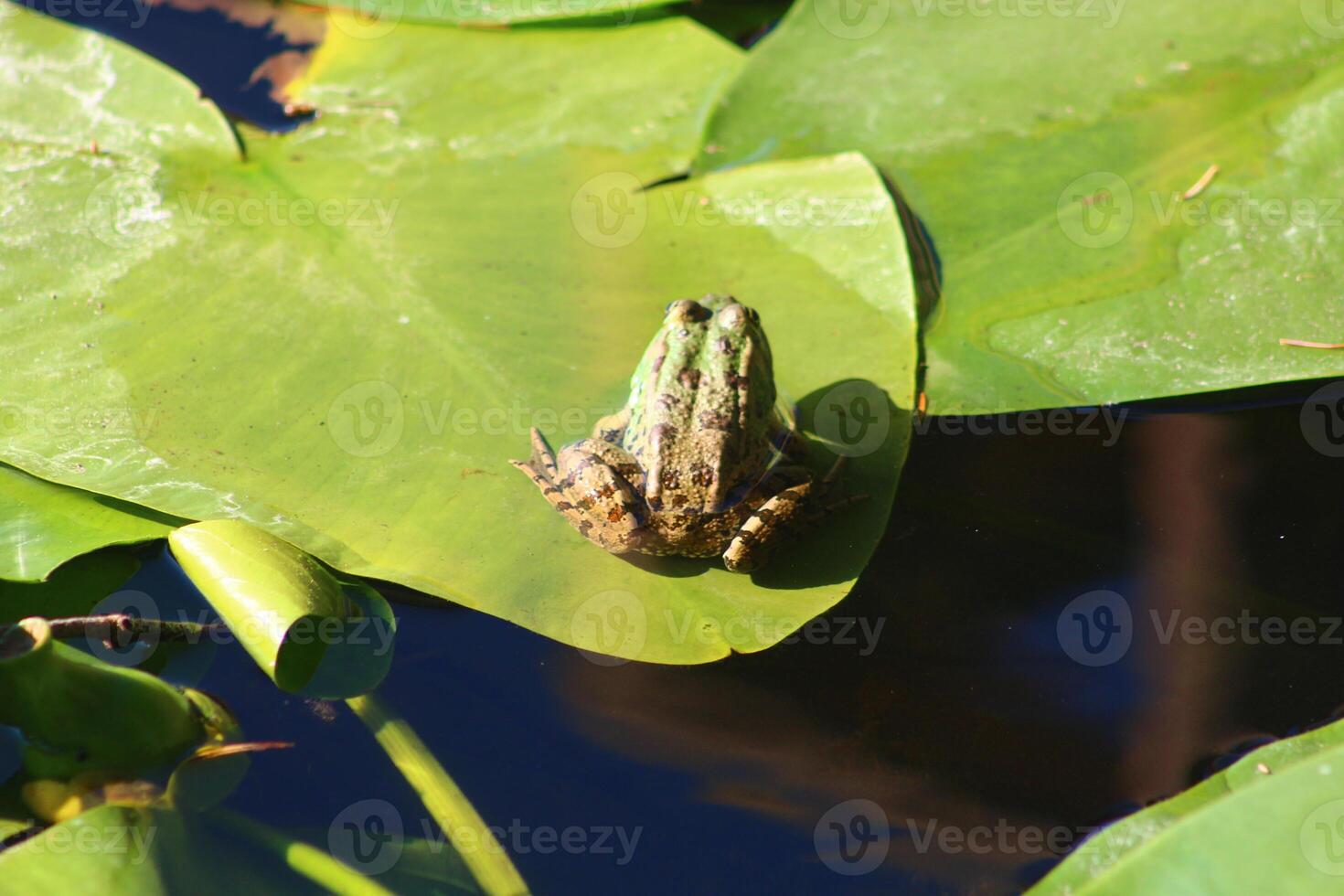 little green frog on the leaf in the lake photo