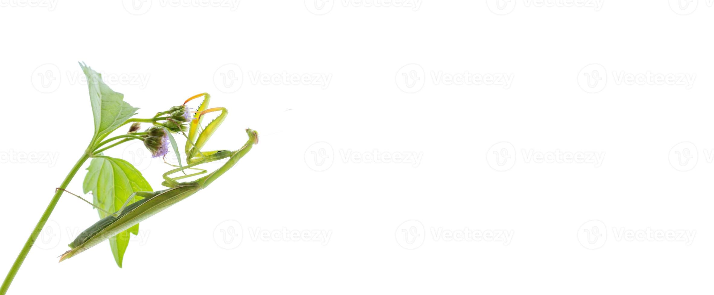Mantis in the branches on a white background photo
