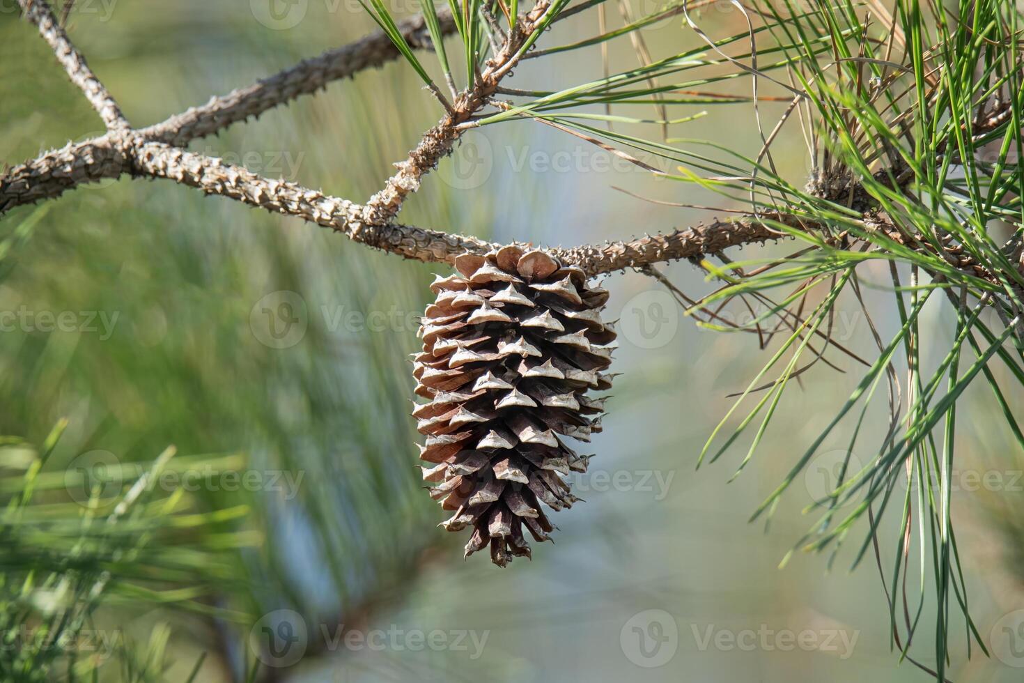 Pinecone Hangs from a Branch of a Loblolly Pine Tree photo