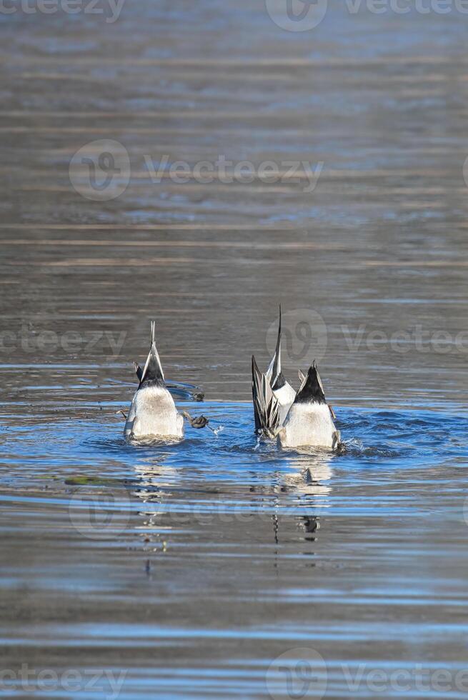 Northern Pintail Ducks Feeding in a Pond with Tails in the Air photo