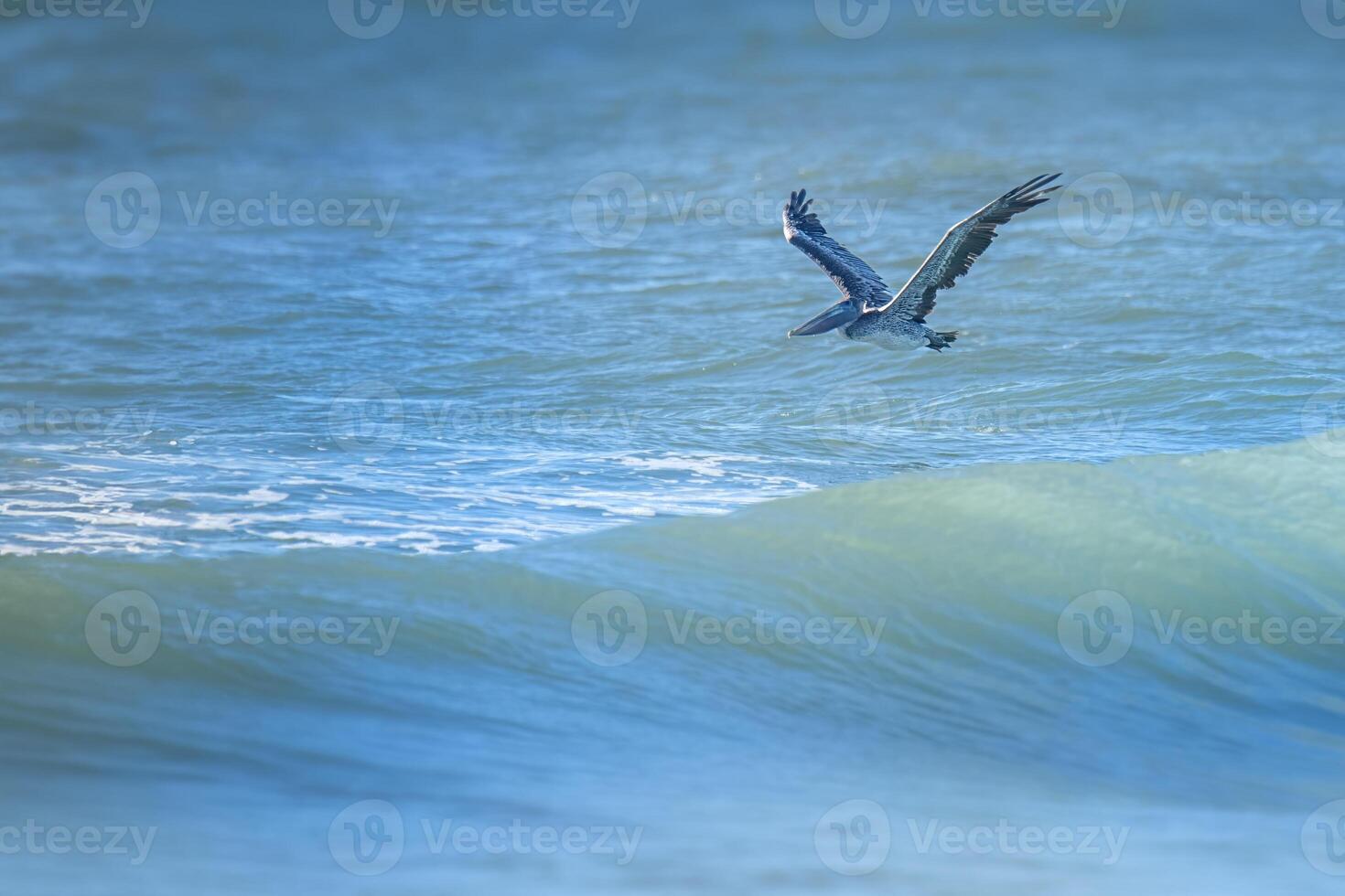 Pelican sSkims the Waves of the South East Coast of the Atlantic photo