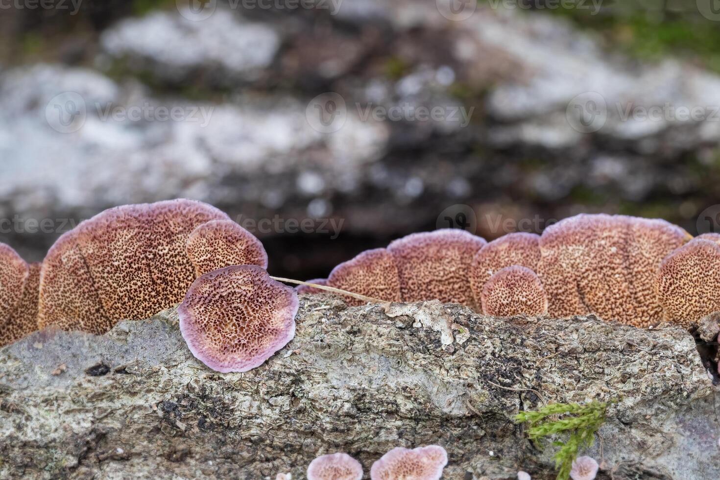 Closeup of the Underside of a Trichaptum Abietinum Mushroom photo