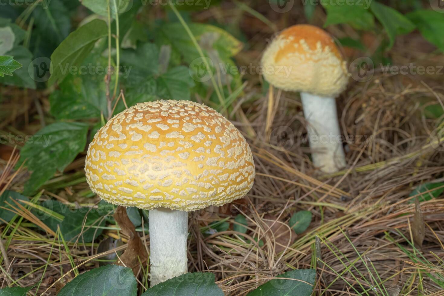 Aminita Muscaria Mushrooms Growing Wild Under Pine Trees photo