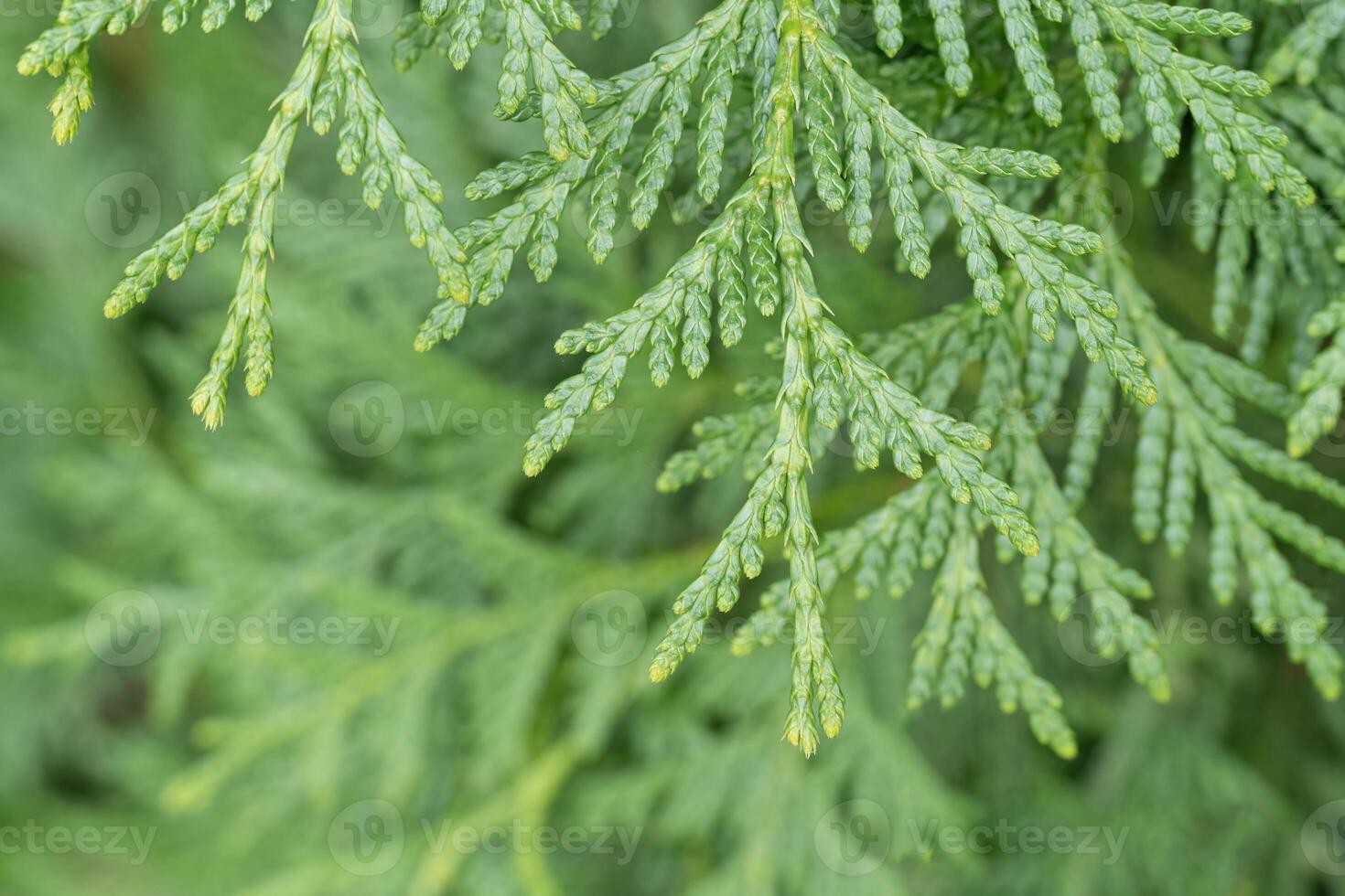 Closeup of Green Giant Arborvitae Branch photo