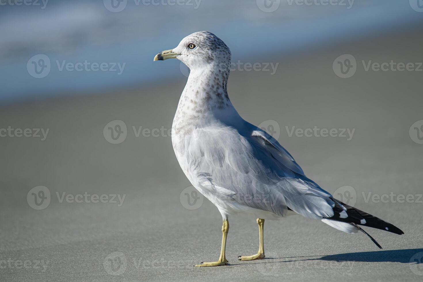 Close up of a Gull Standing on the Beach Looking at the Ocean photo