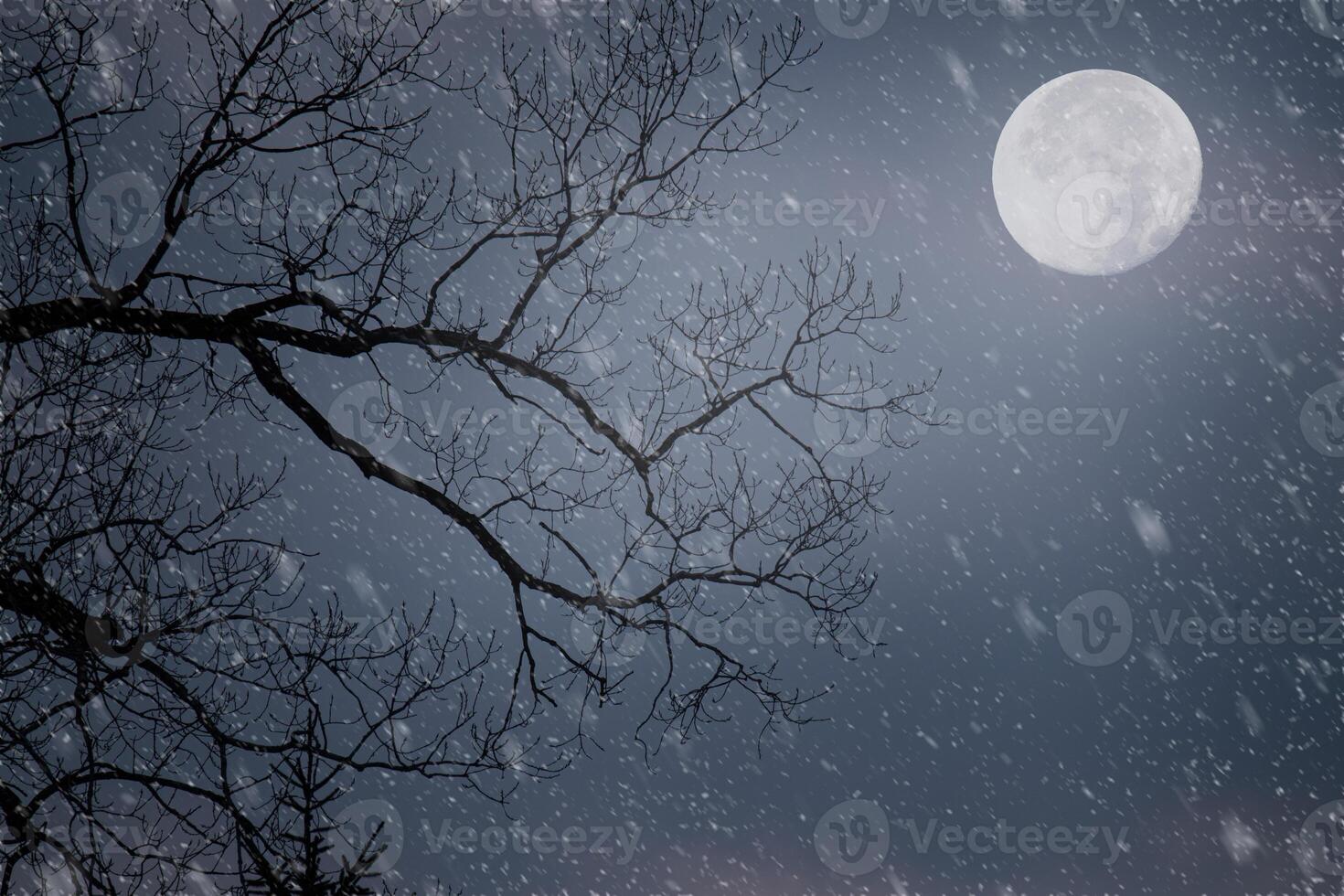 Winter Snow Falls Lit by Moonlight at Night photo