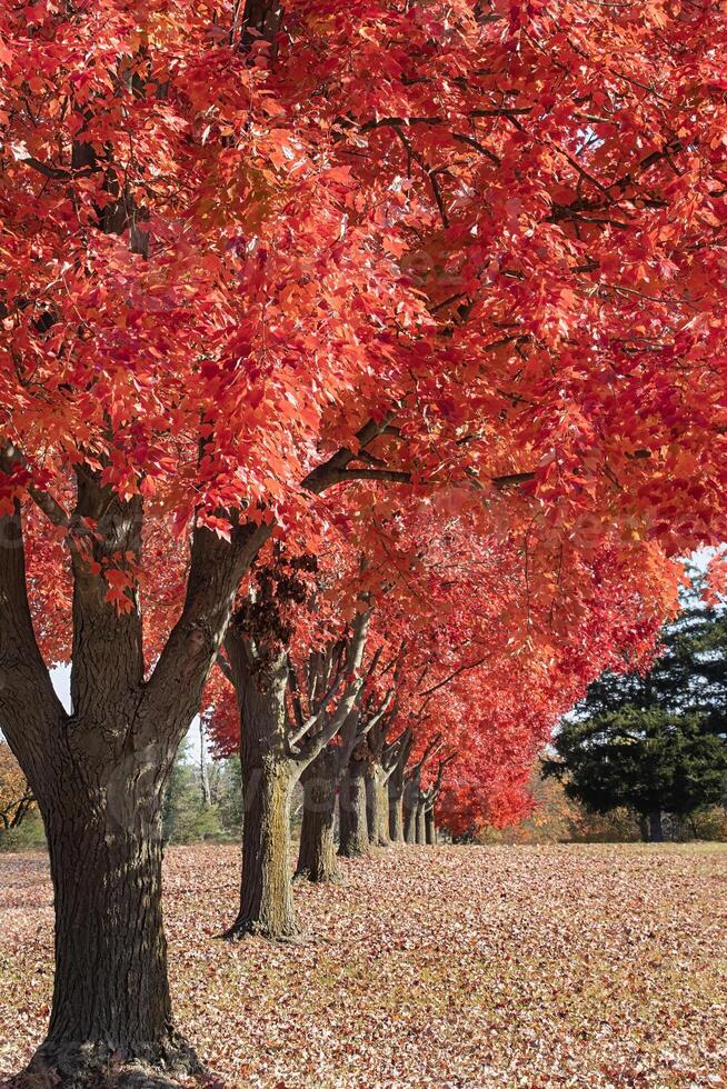 Line of Red Maple Trees with Bright Red Leaves in Fall photo