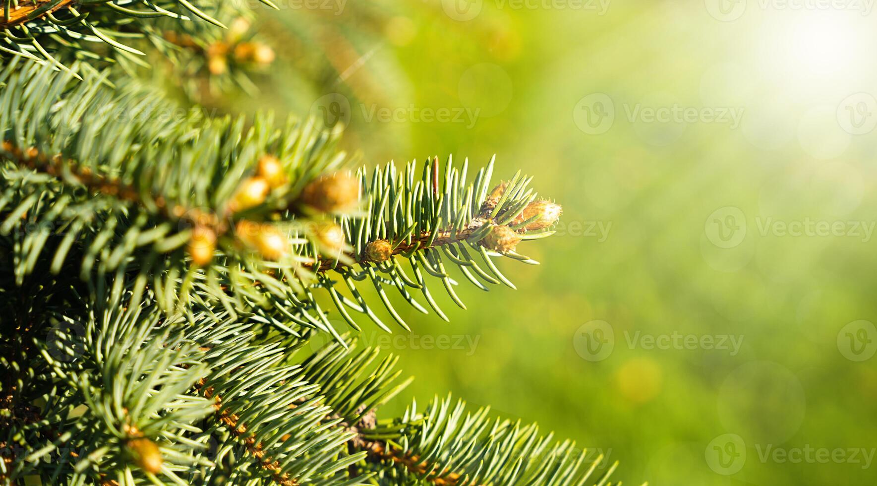 Natural background with bright sun rays and young buds on a green spruce branch. Close-up. Banner. Selective focus. photo