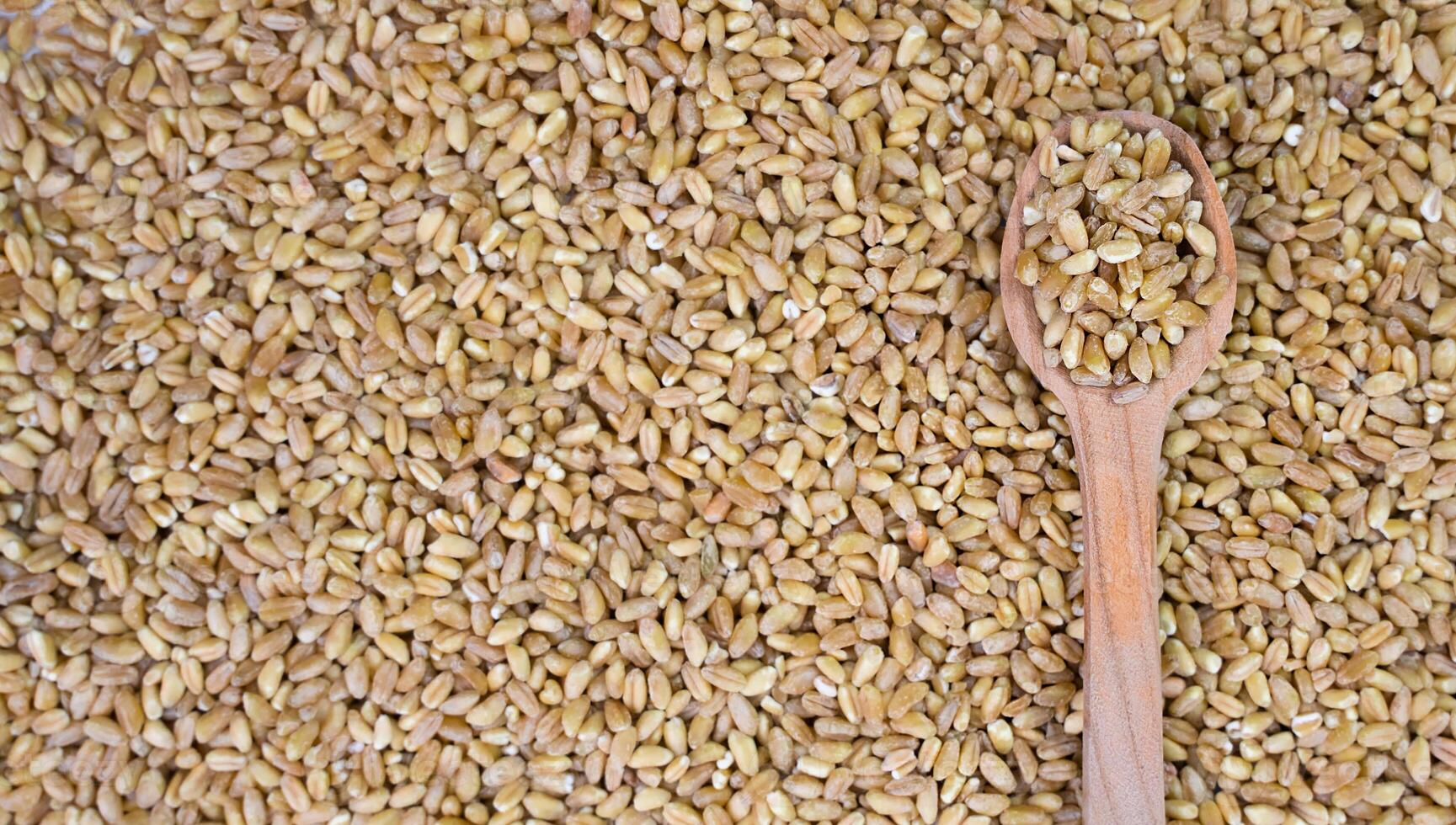 Wheat grains in a wooden spoon on scattered grains of wheat. Banner. Top view. Close-up. Copy space. Selective focus. photo