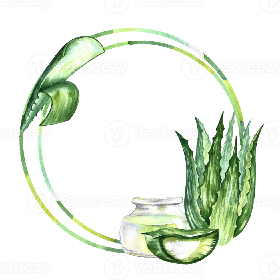 Aloe Vera. Kreis rahmen. Aquarell Illustration. zum Etiketten und Verpackung von Kosmetologie, Parfümerie und Medizin. ebenfalls zum das Essen Industrie. zum Aufkleber und druckt png