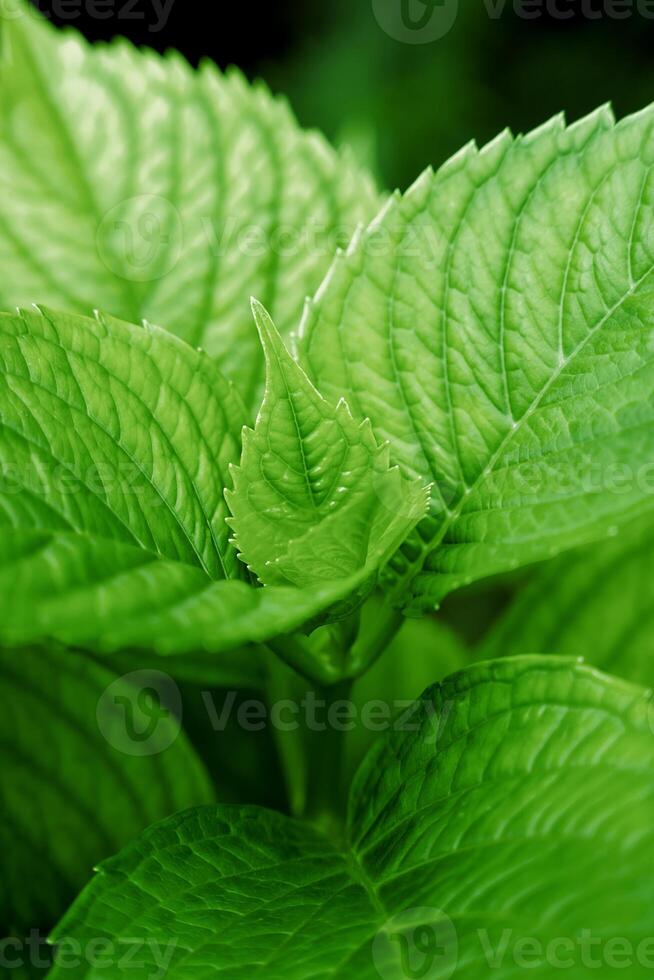 Natural background of green leaves. Close-up. Selective focus. photo
