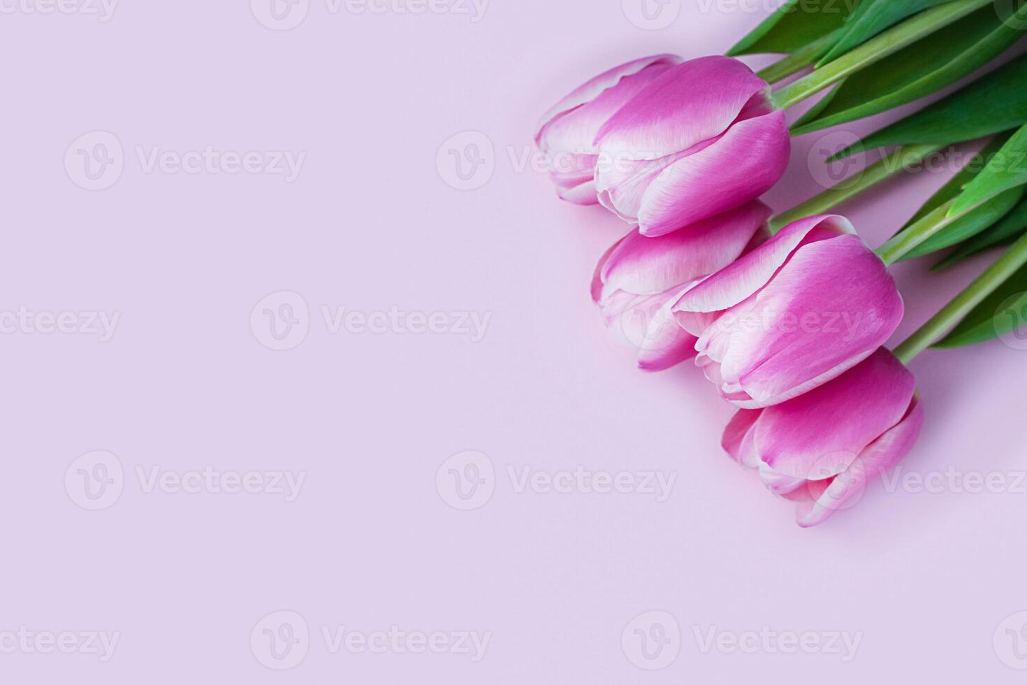 Beautiful bouquet of pink tulips on pink background. Greeting card for Mothers day, March 8, Valentine's Day, Birthday. Banner. Copy space. Close-up. Top view. photo