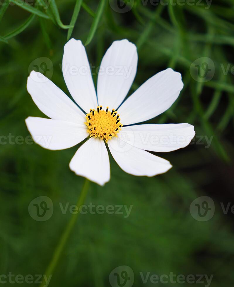 White flower on a green background. Natural wallpaper. Close-up. Selective focus. photo