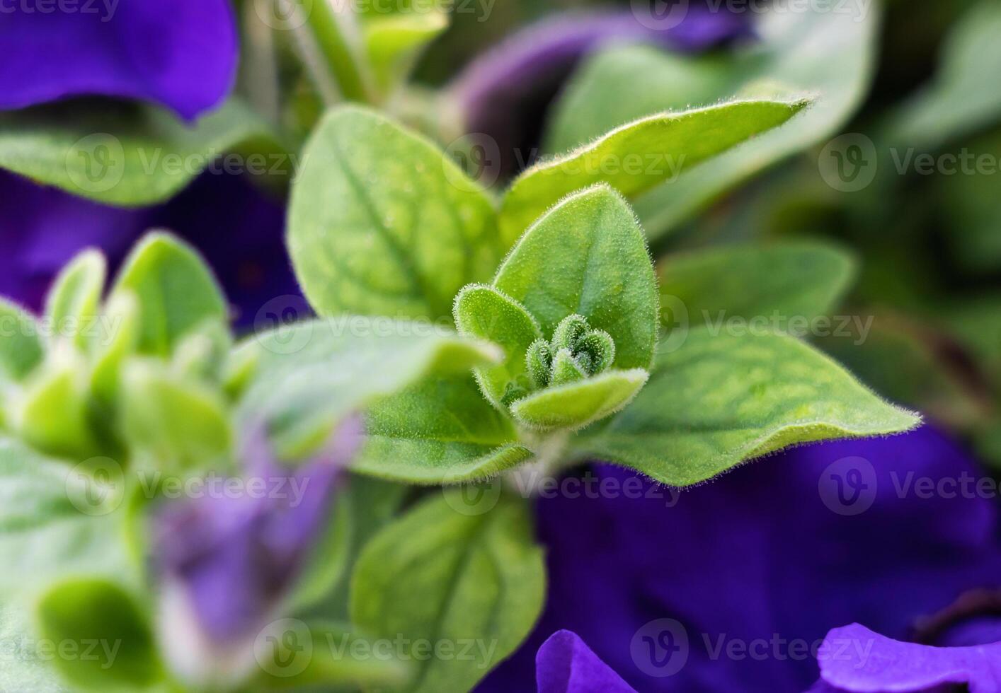 An green unopened flower bud. Natural background. Close-up. Selective focus. photo