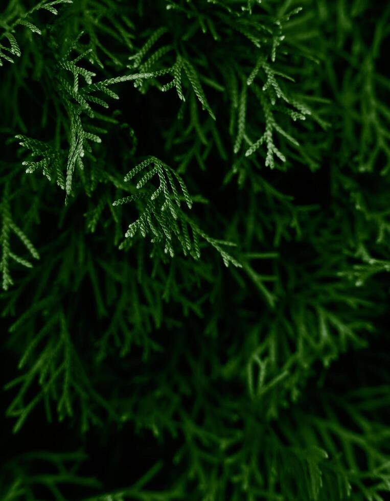 Pattern of green leaves. Natural background and wallpaper. Close-up. Selective focus. photo