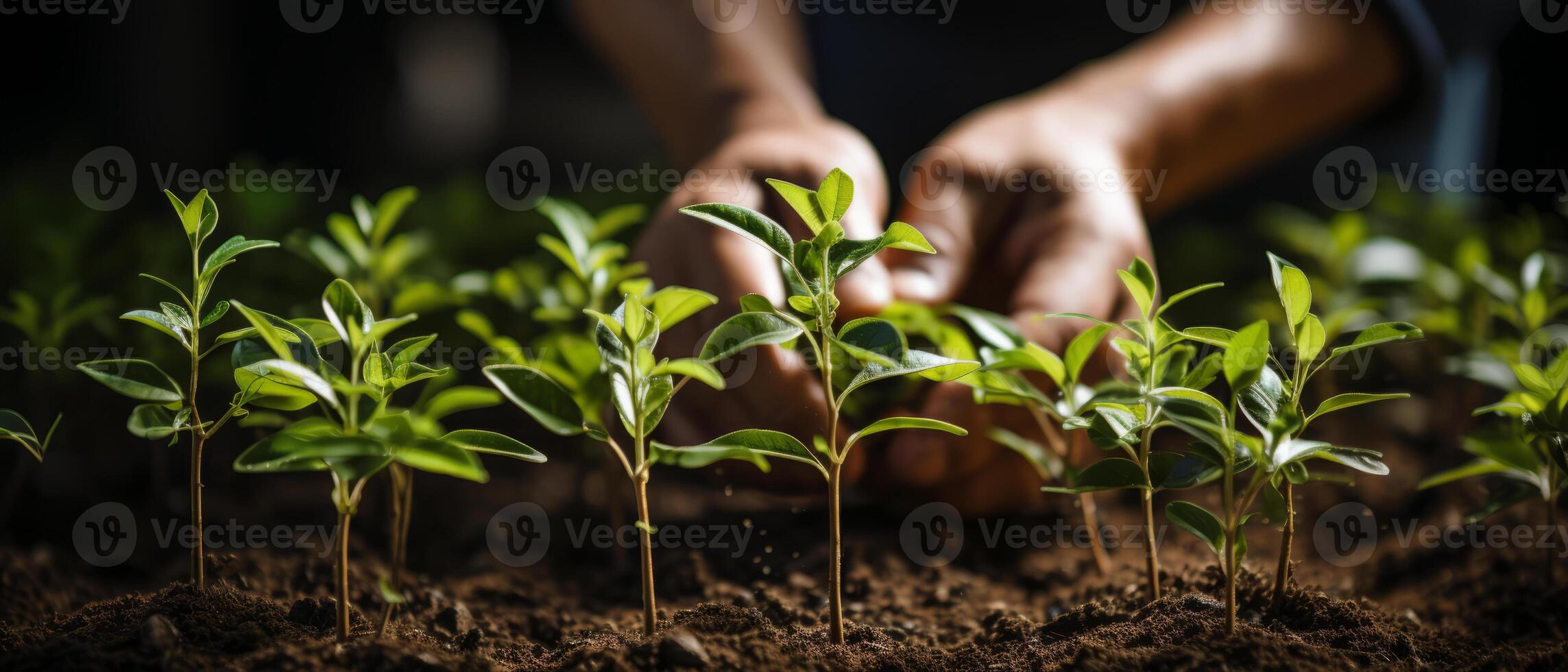 AI generated Sprouting Seedlings in Sunlit Soil photo