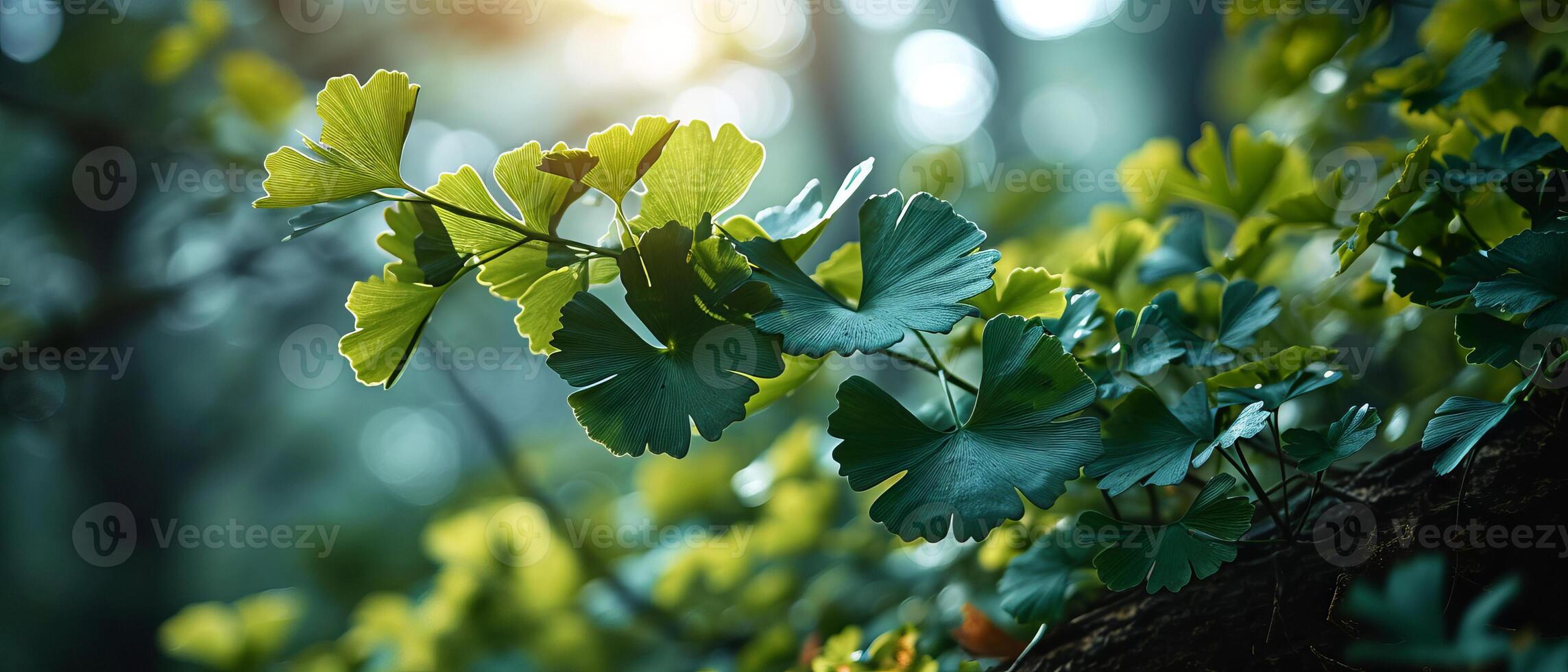 AI generated Dew-laden Ginkgo Biloba leaves glistening in the gentle sunlight photo