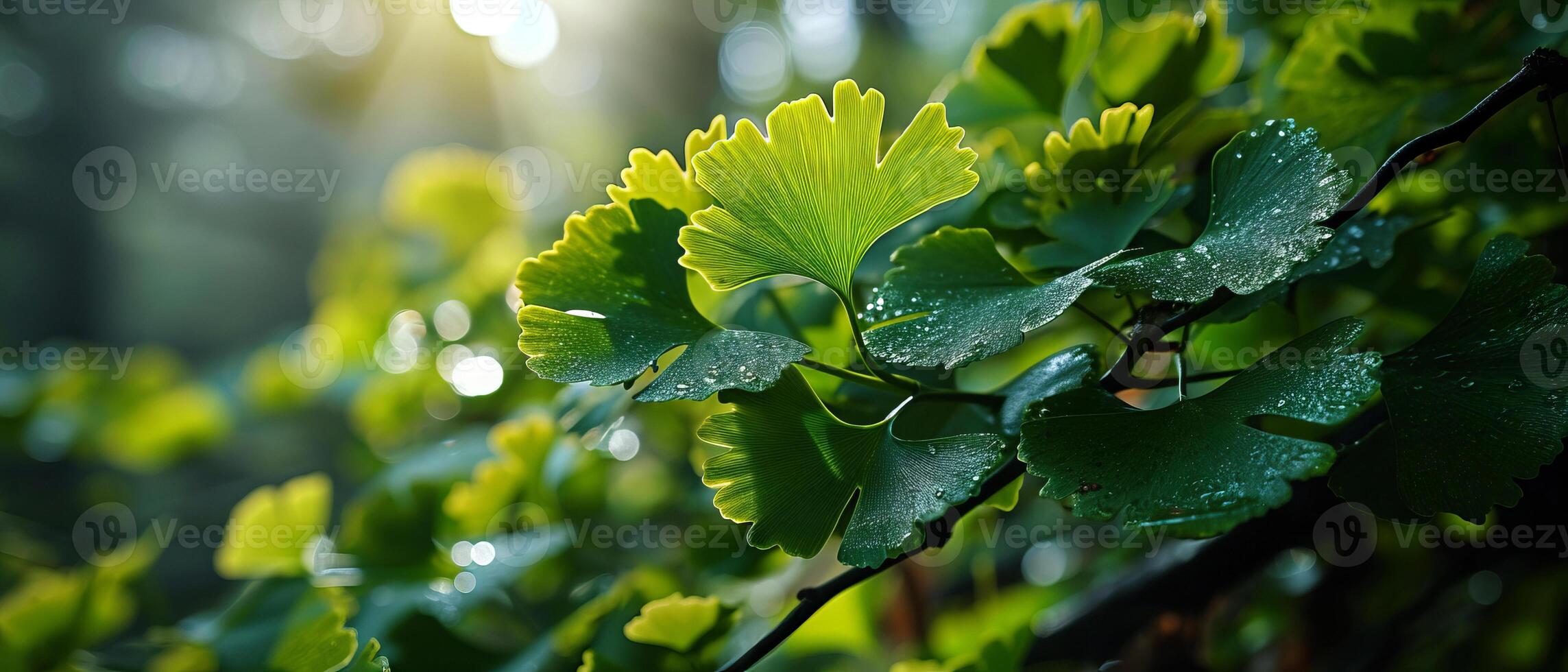 AI generated Fresh Ginkgo Biloba leaves with dew, backlit by the sun photo