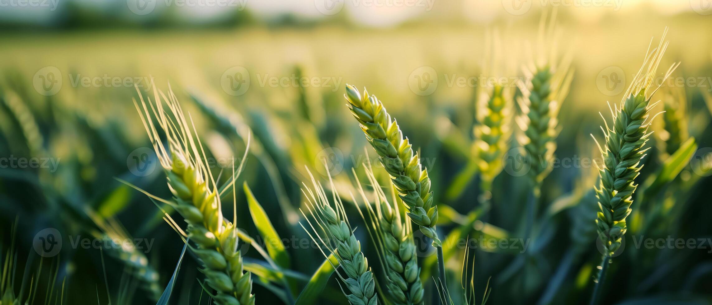 AI generated Young green wheat ears glowing in the soft light of sunset photo