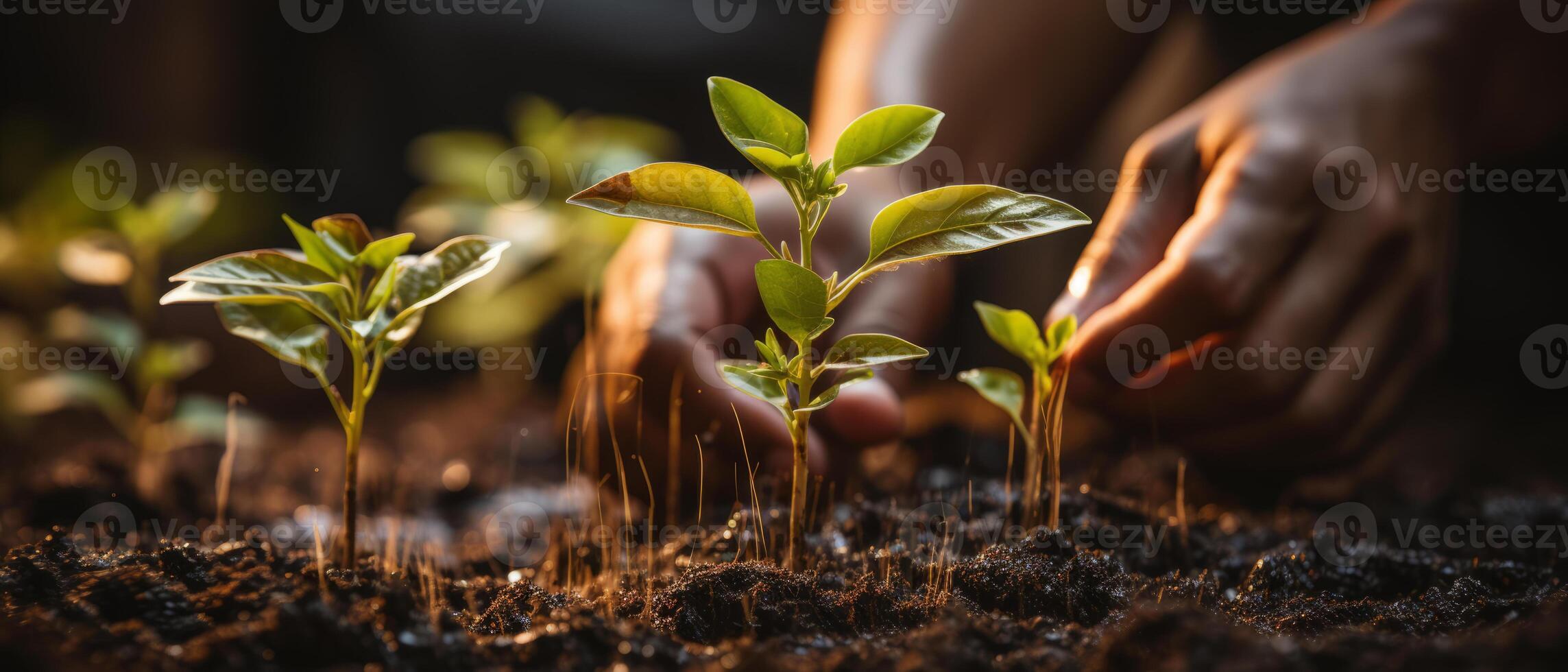 AI generated Sprouting Seedlings in Sunlit Soil photo