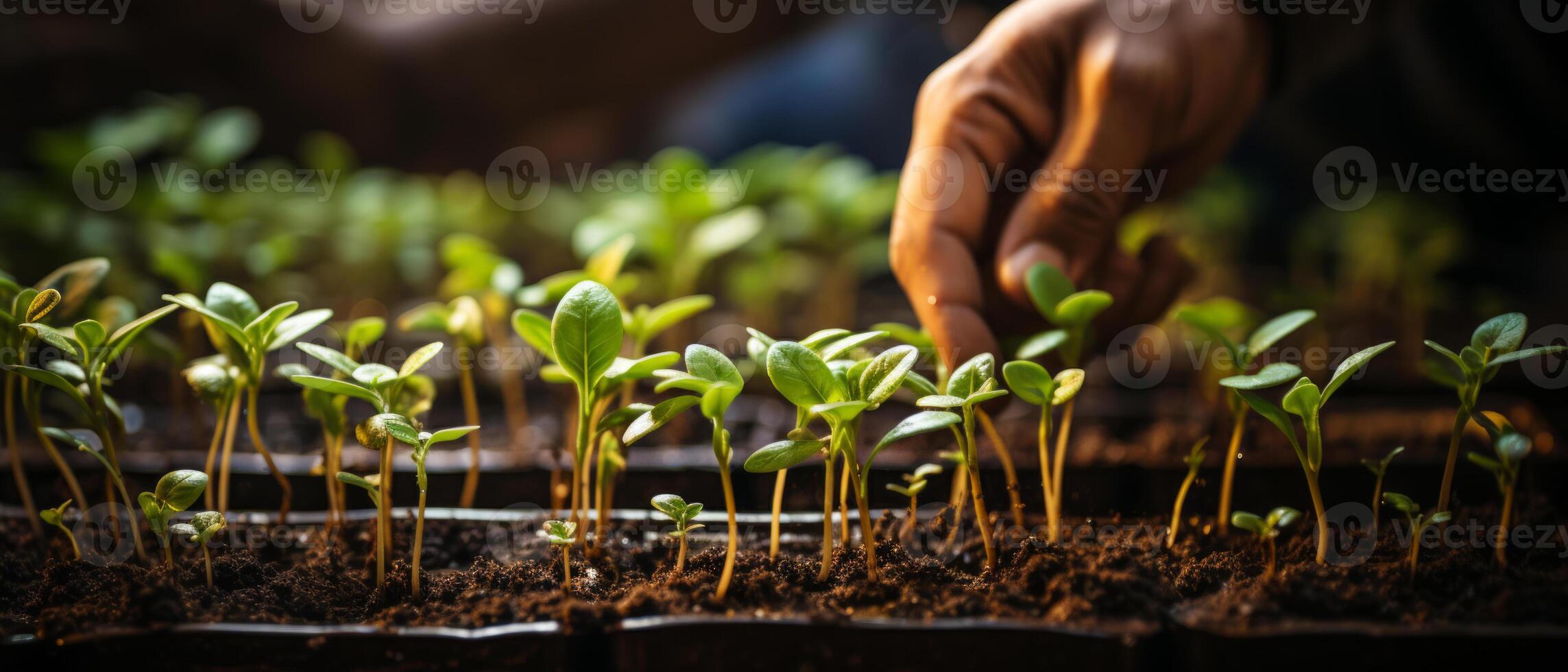 AI generated Sprouting Seedlings in Sunlit Soil photo