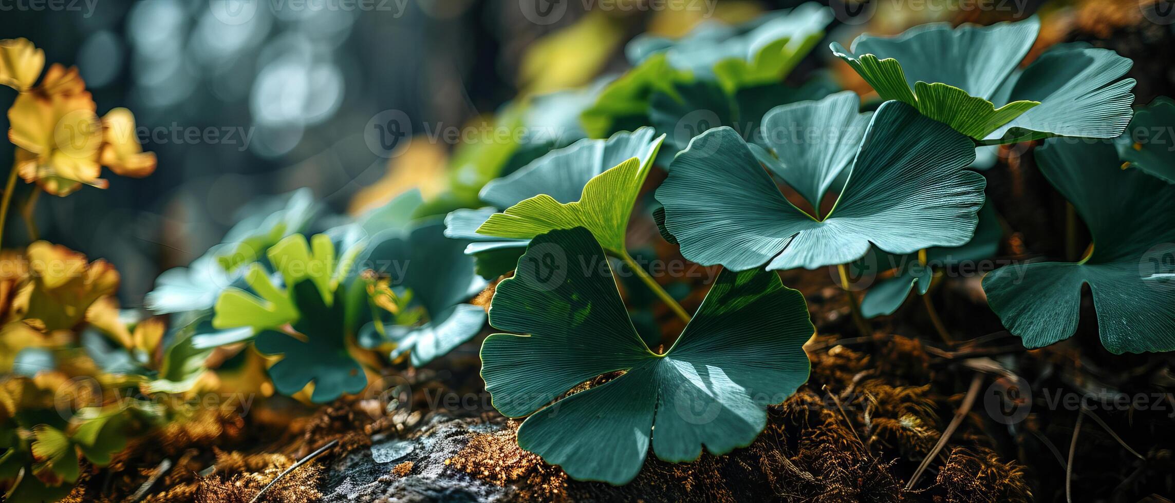 AI generated Ginkgo Biloba leaves adorned with dewdrops, basking in soft, dappled sunlight photo