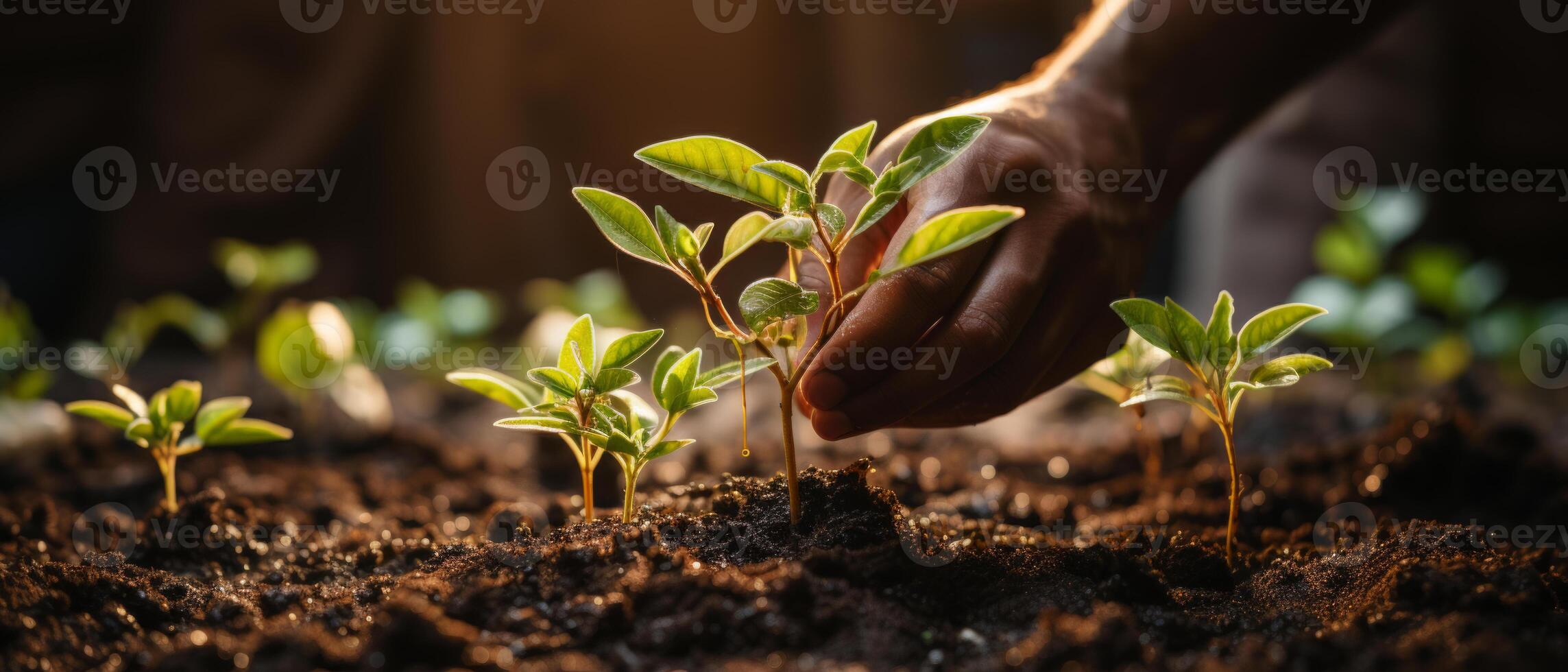 AI generated Sprouting Seedlings in Sunlit Soil photo