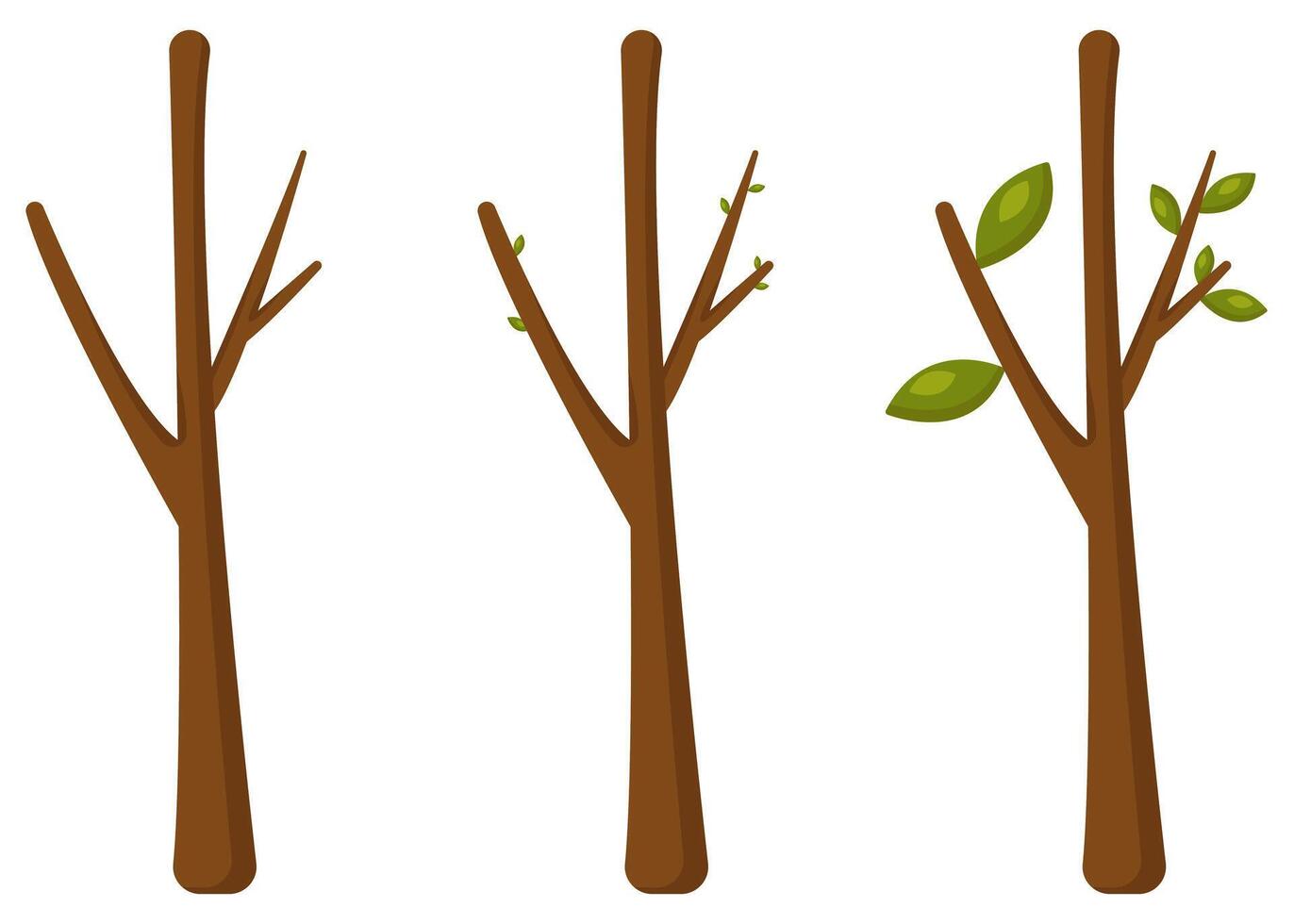 Three plants in leaf growth stages vector