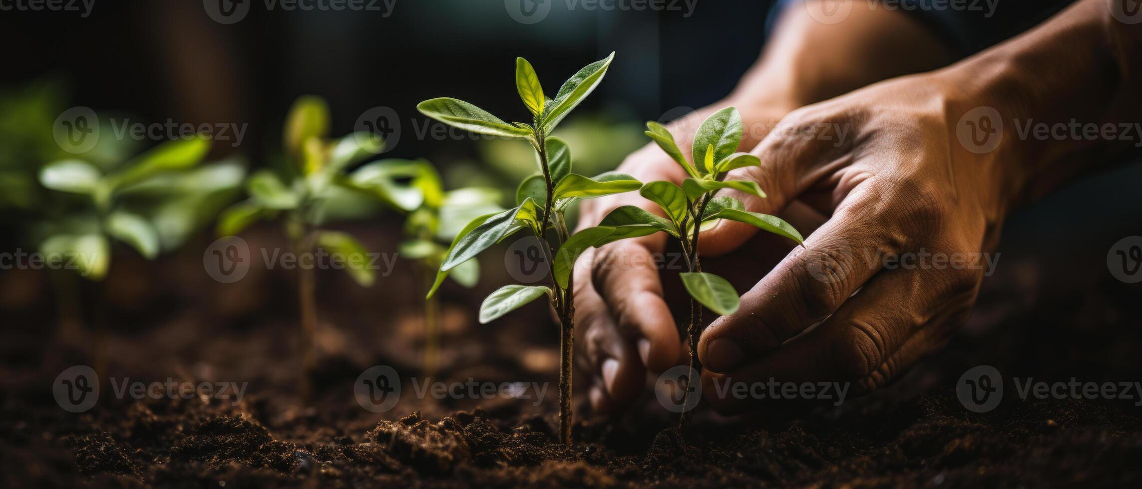 AI generated Sprouting Seedlings in Sunlit Soil photo