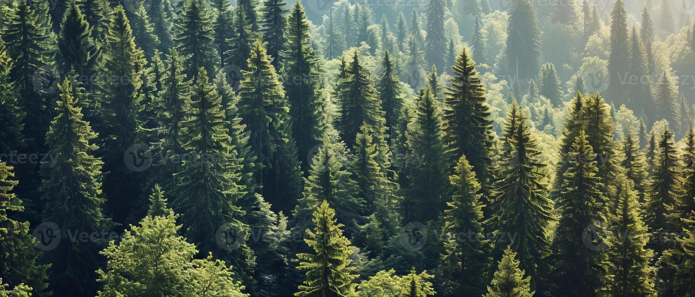 AI generated Lush green conifers in a dense, misty forest landscape photo