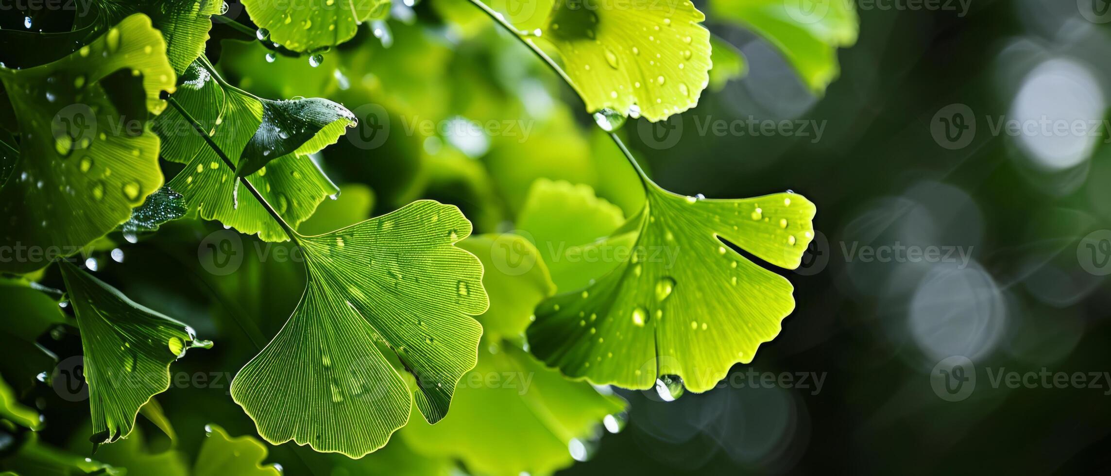 AI generated Dew-laden Ginkgo Biloba leaves glistening in the gentle sunlight photo