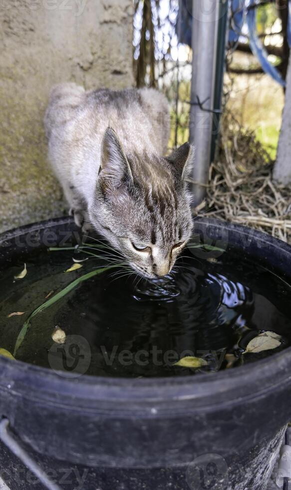 Stray cat drinking water photo