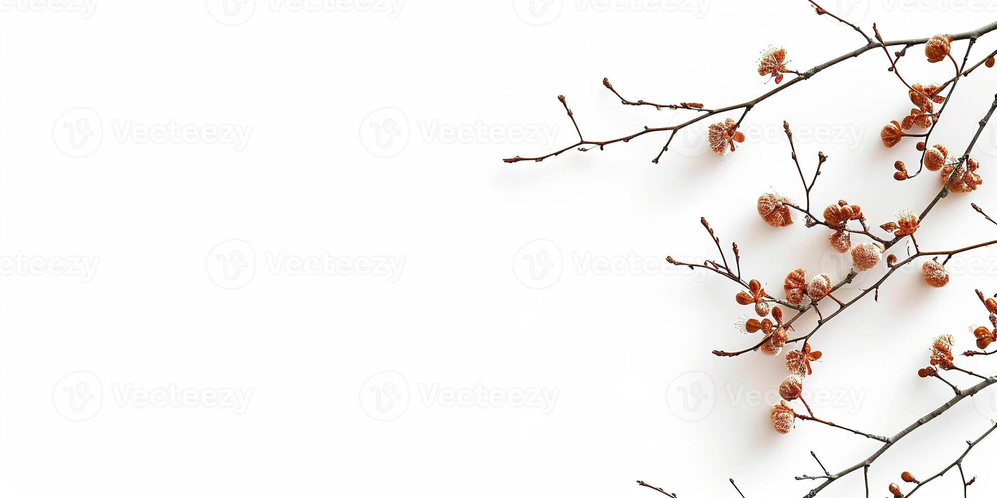 AI generated sprouts and buds emerging from tree branches on a white background with copy space. Blossoming nature, spring, growth design resource element photo