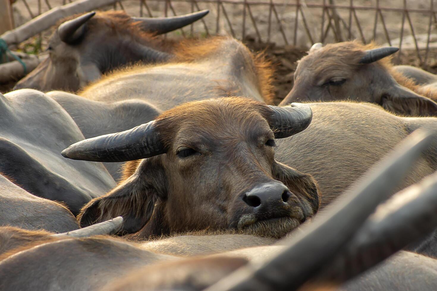 Water buffalo are sleeping. photo