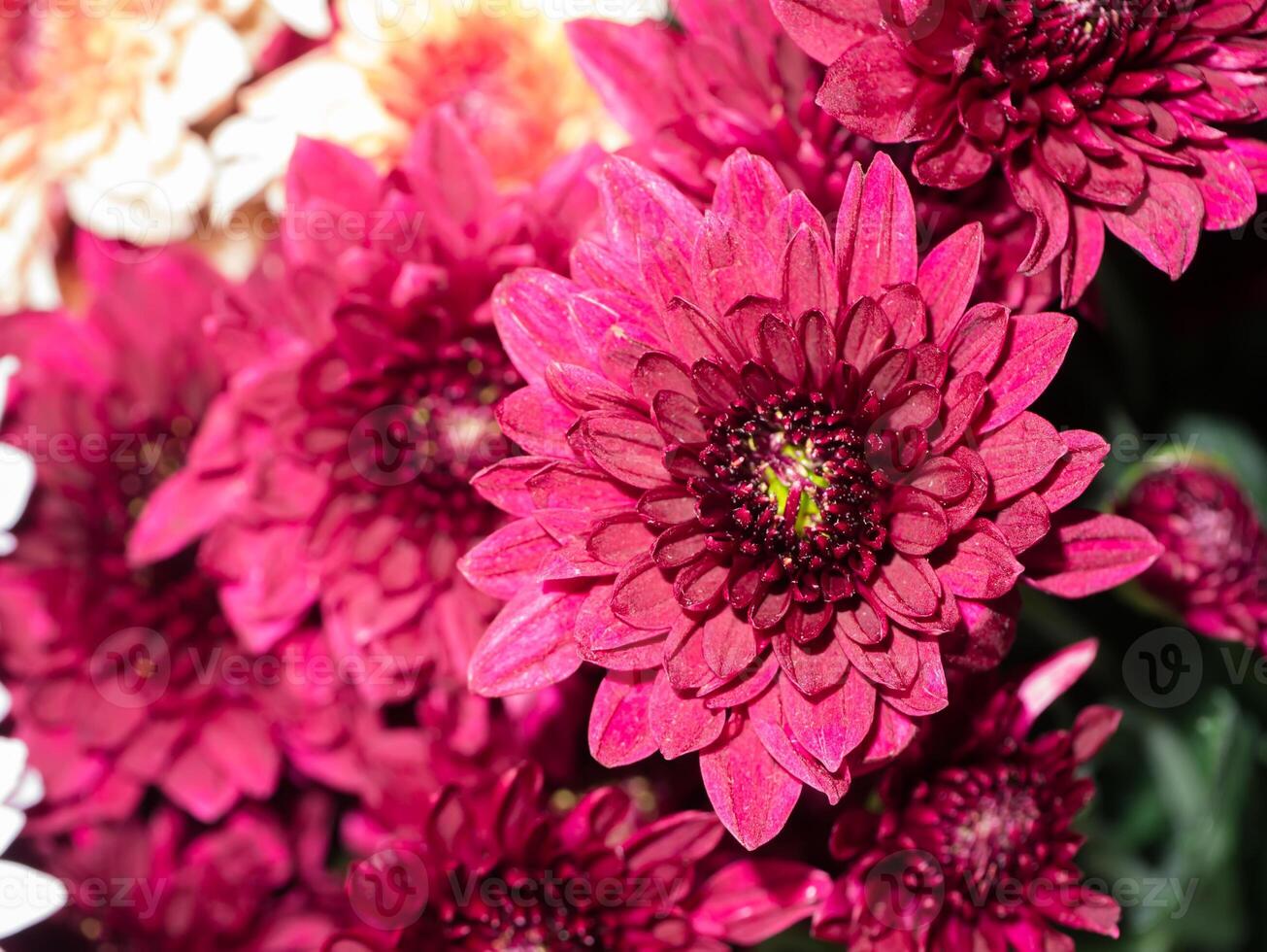 Close up Chrysanthemum flower. photo