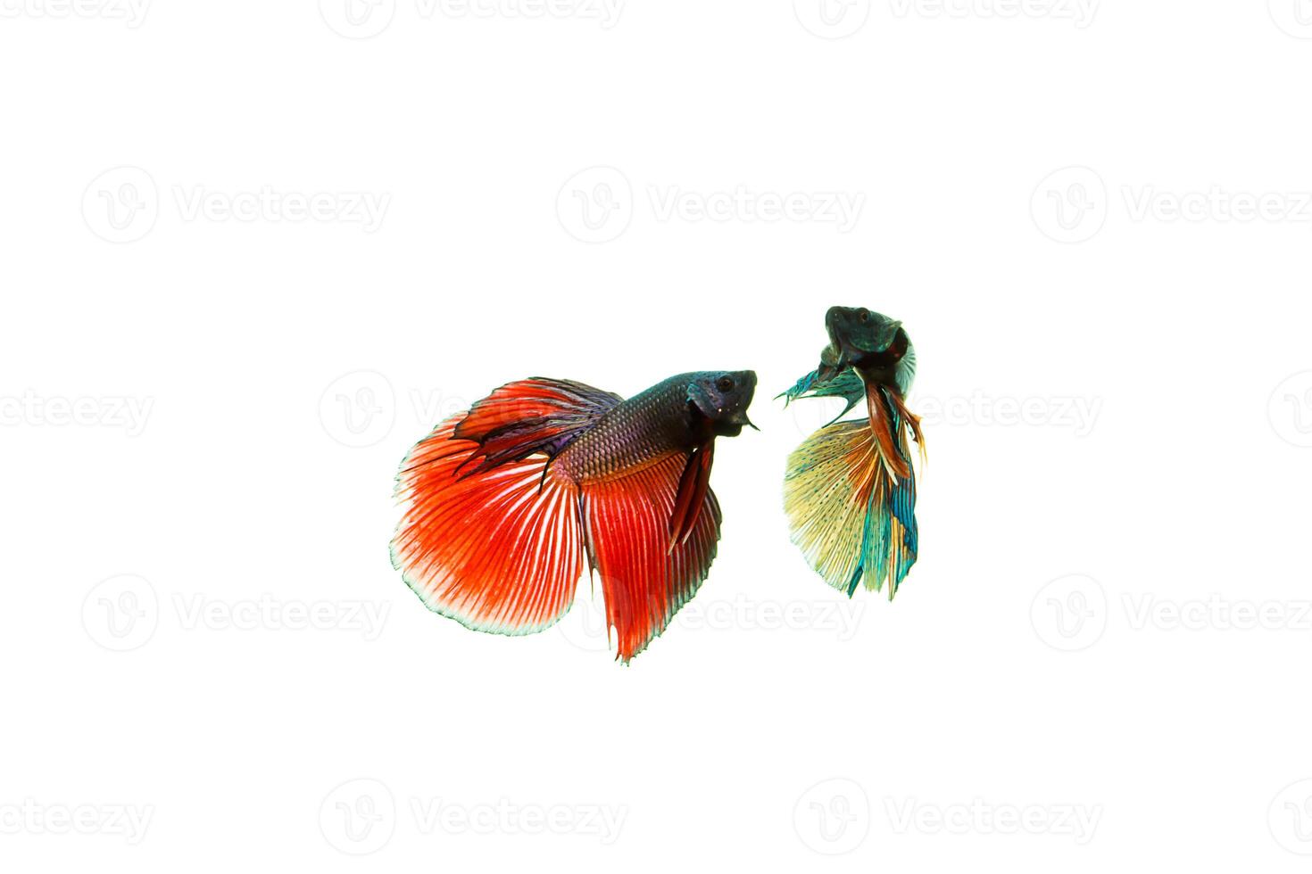 Siamese fighting fish photo