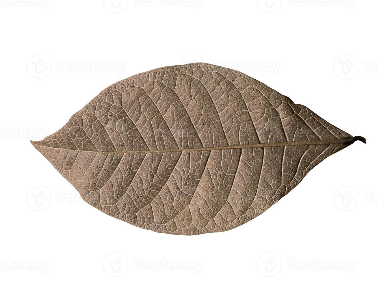 Close up texture of dry leaves. photo