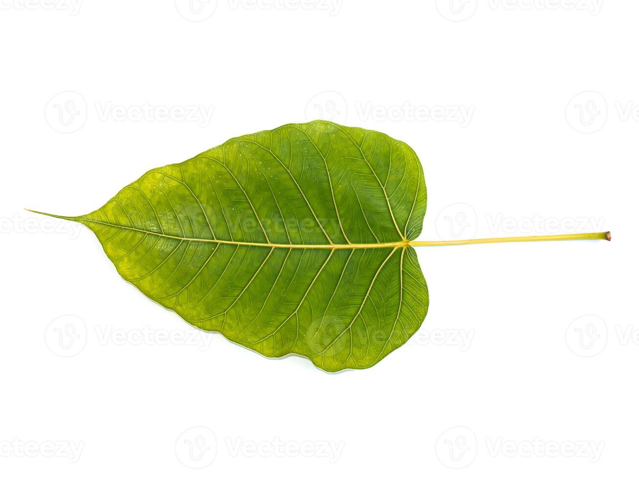 Green leaves of the Bodhi tree photo
