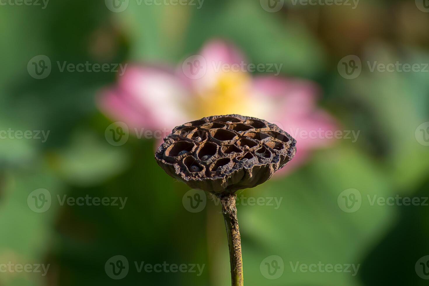 Close up lotus seed. photo