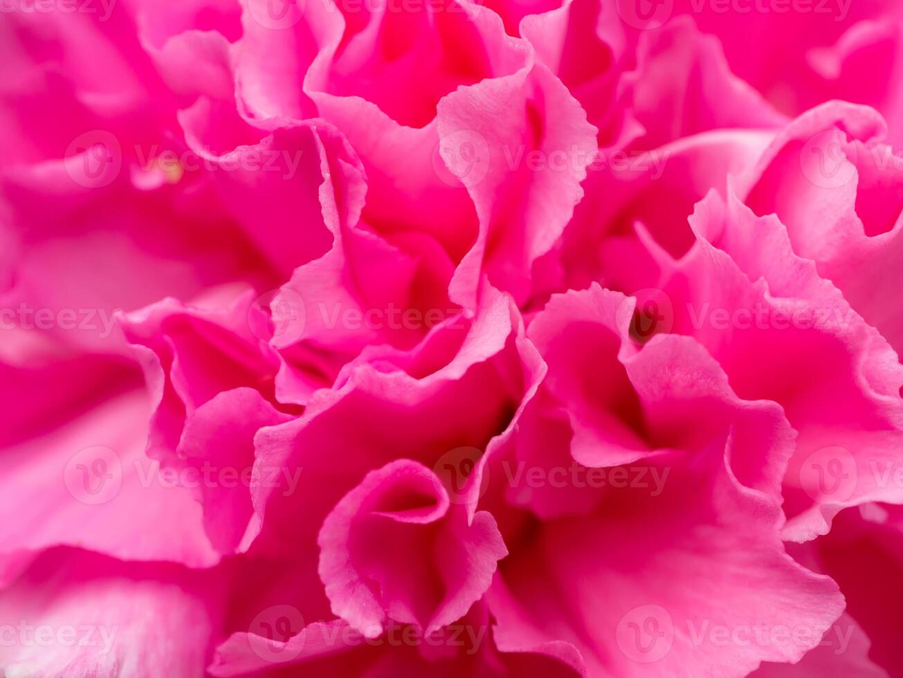 Close up of pink flower. photo