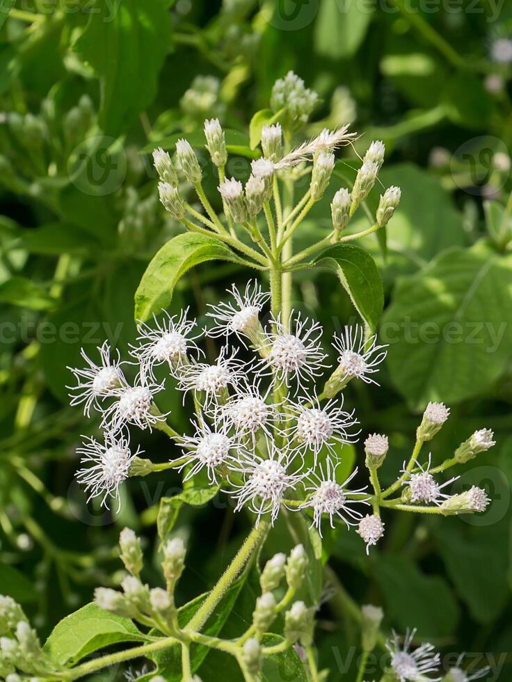 Close up Christmas bush flower. photo