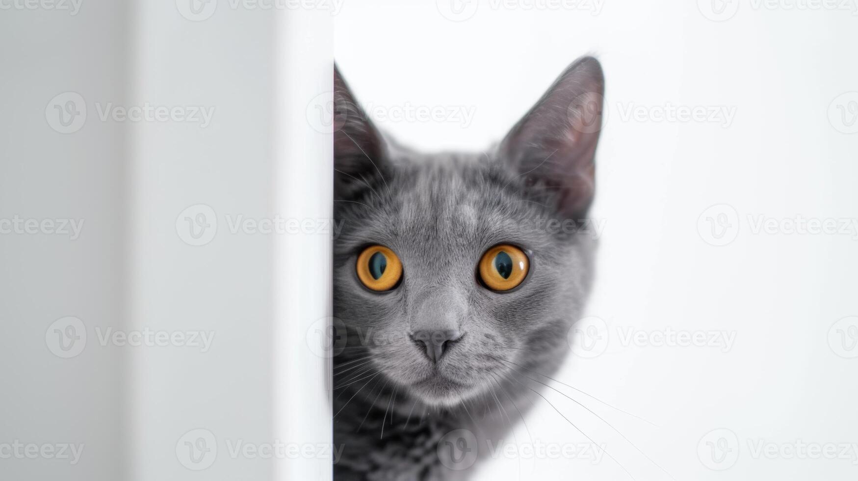 ai generado ruso azul gato echar un vistazo alrededor esquina 4 4 foto