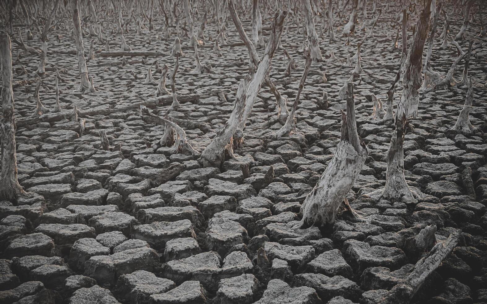 destrucción mangle bosque escenario, destrucción mangle bosque es un ecosistema ese tiene estado severamente degradado o eliminado tal como hábitat, y contaminación, tomar cuidado de el mangle bosque. foto