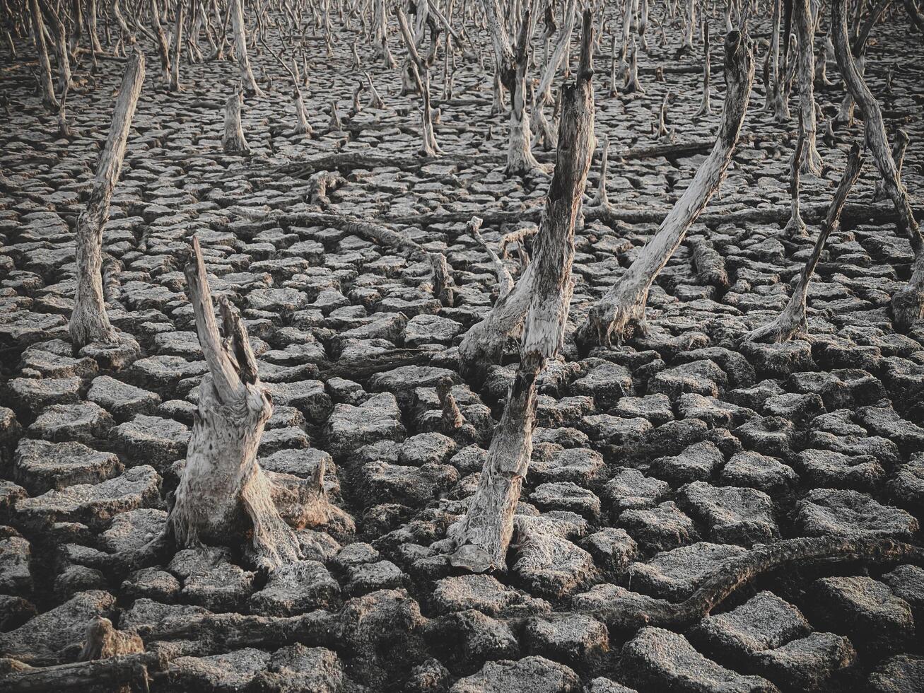 Destruction mangrove forest scenery, destruction mangrove forest is an ecosystem that has been severely degraded or eliminated such as habitat, and pollution, take care of the mangrove forest. photo
