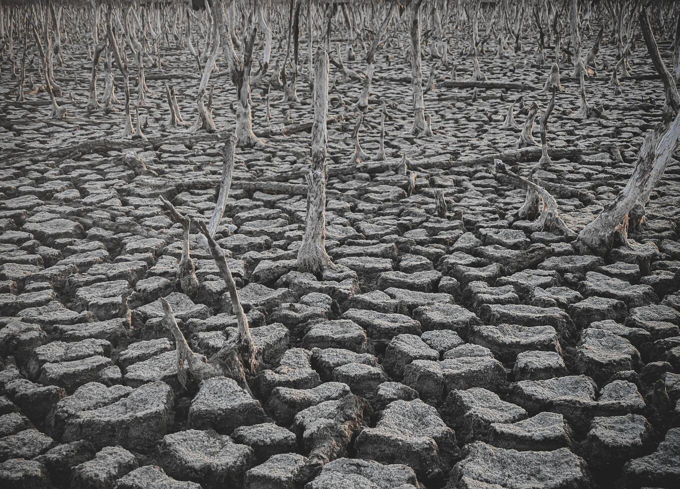Destruction mangrove forest scenery, destruction mangrove forest is an ecosystem that has been severely degraded or eliminated such as habitat, and pollution, take care of the mangrove forest. photo