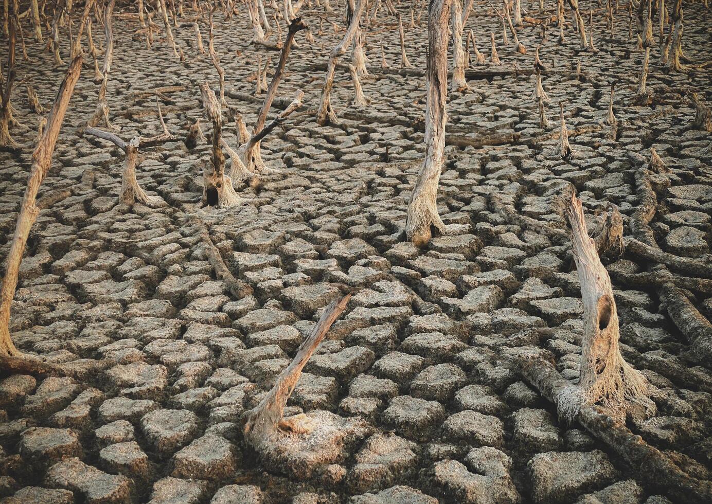 Destruction mangrove forest scenery, destruction mangrove forest is an ecosystem that has been severely degraded or eliminated such as habitat, and pollution, take care of the mangrove forest. photo