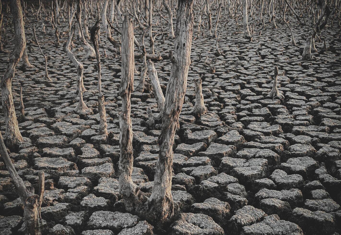 Destruction mangrove forest scenery, destruction mangrove forest is an ecosystem that has been severely degraded or eliminated such as habitat, and pollution, take care of the mangrove forest. photo