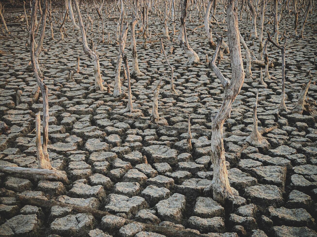 Destruction mangrove forest scenery, destruction mangrove forest is an ecosystem that has been severely degraded or eliminated such as habitat, and pollution, take care of the mangrove forest. photo